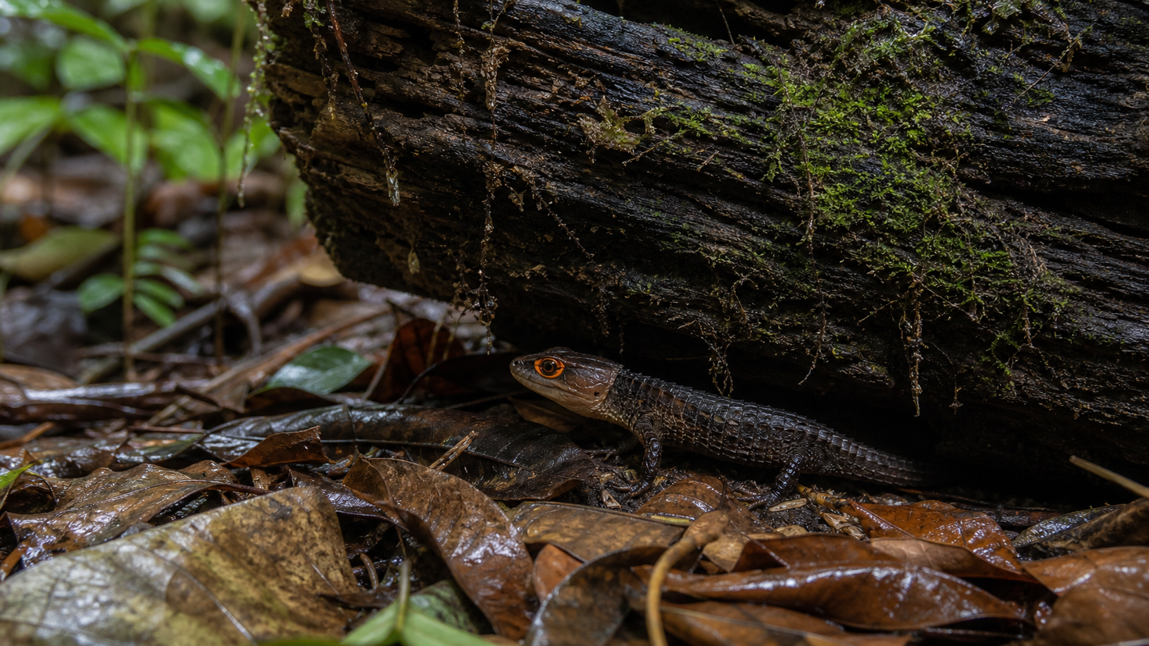 Red Eyed Crocodile Skink Dragon Look 3 Red-eyed crocodile skink sheltering beneath a damp log
