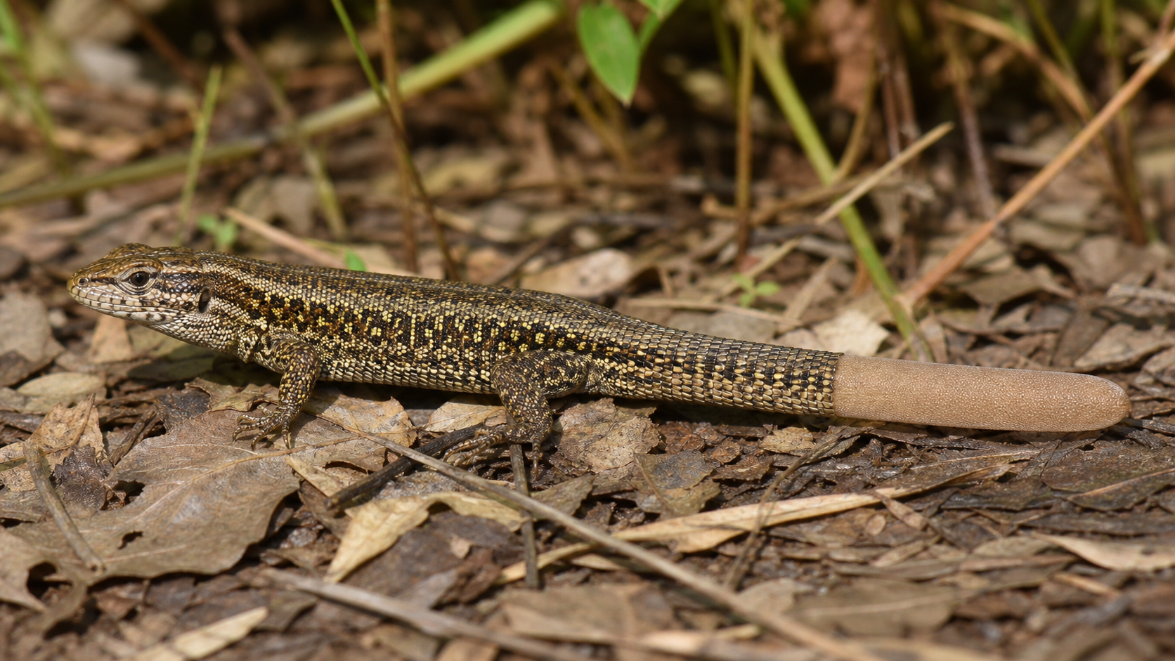 Lizard Tail Regeneration: What Really Grows Back 4 Lizard with a healed regenerated tail