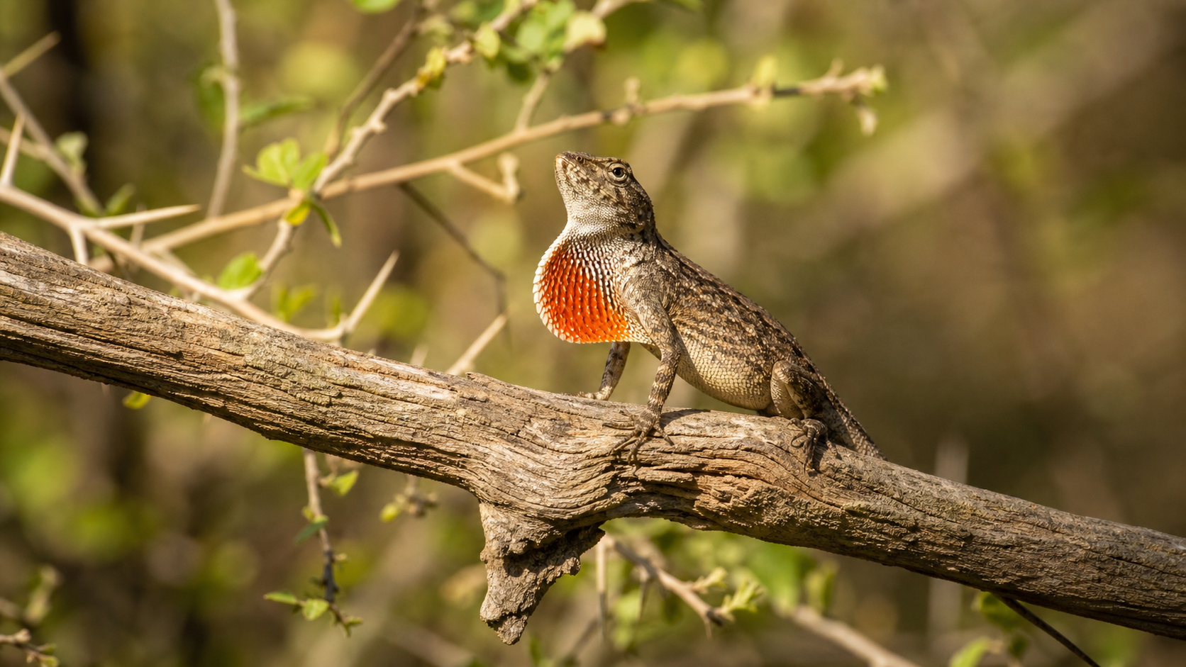 Behavioural Adaptations in Reptiles 2 Lizard performing a territorial display on a branch.