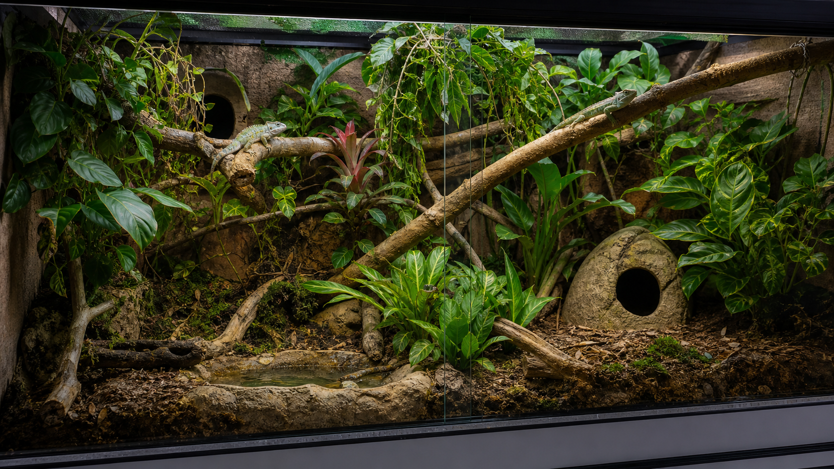 Responsible reptile breeding husbandry