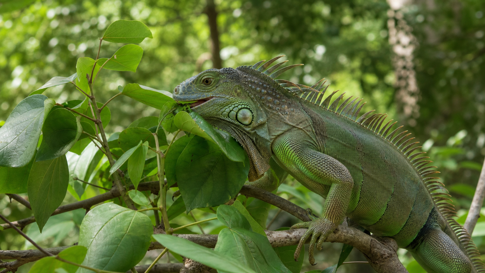 Species-appropriate reptile feeding behavior