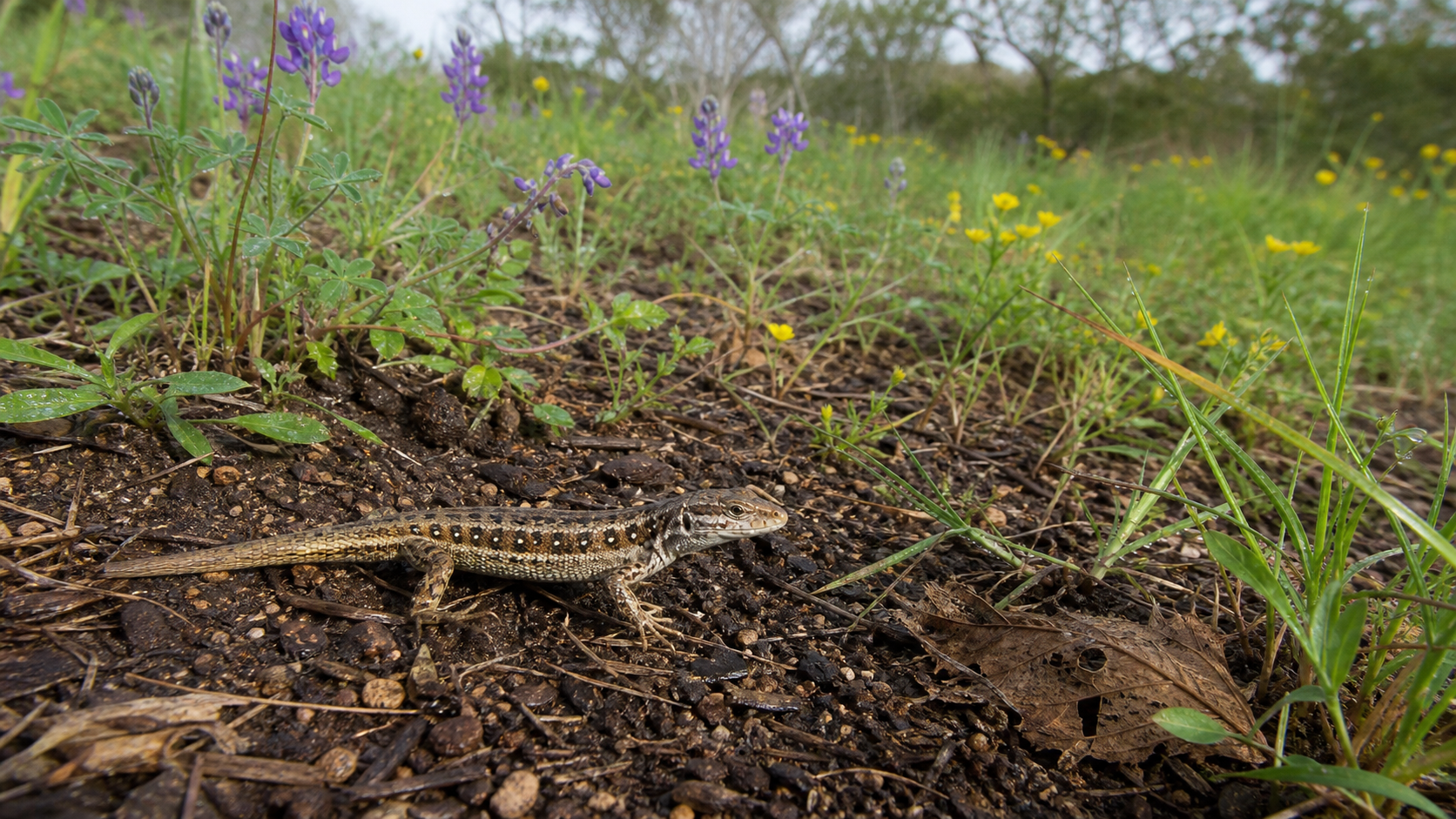 Seasonal Diet Variations in Reptiles 1 Wild reptile foraging in seasonal habitat