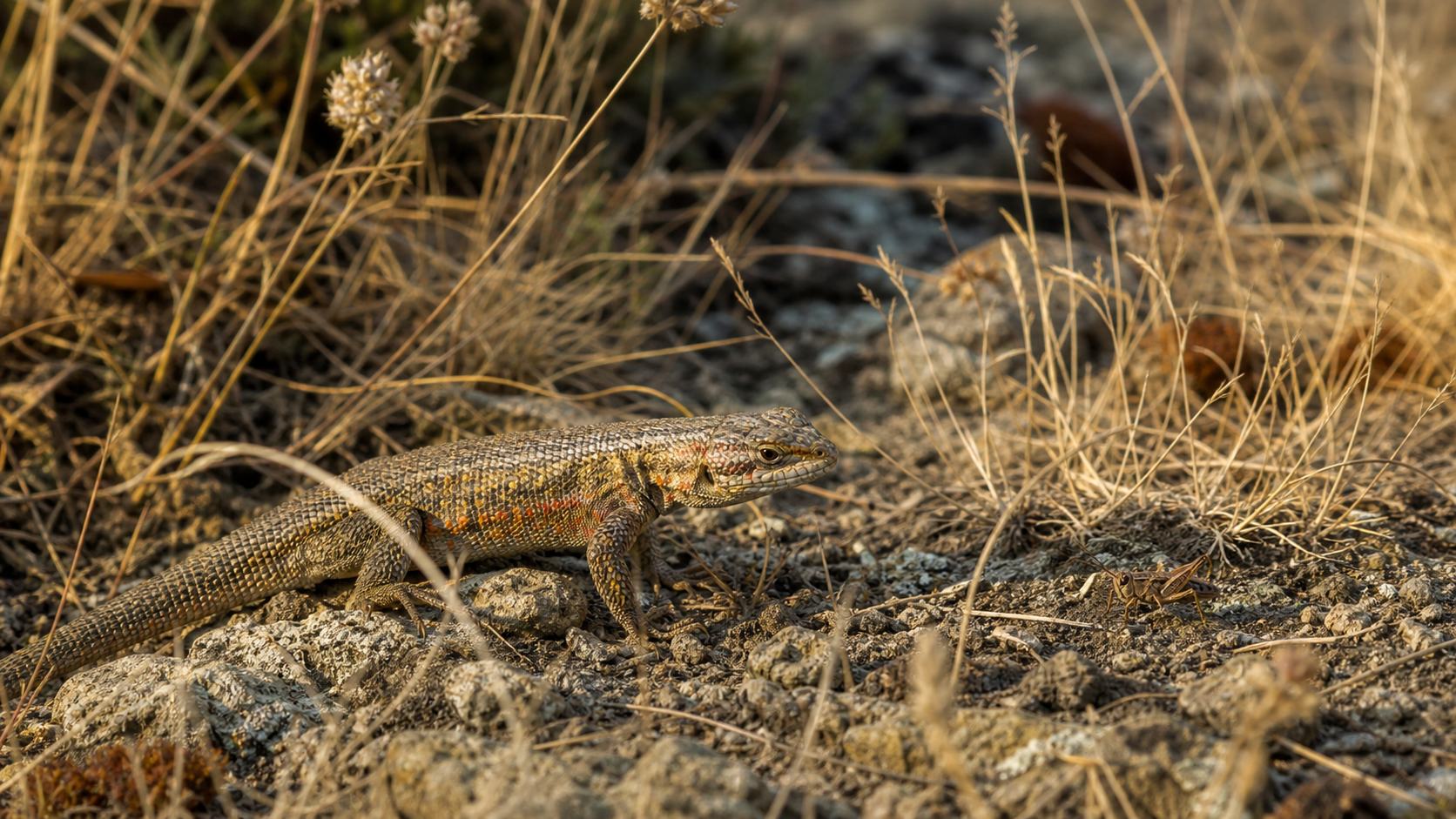 Seasonal Diet Variations in Reptiles 2 Reptile foraging in natural seasonal habitat