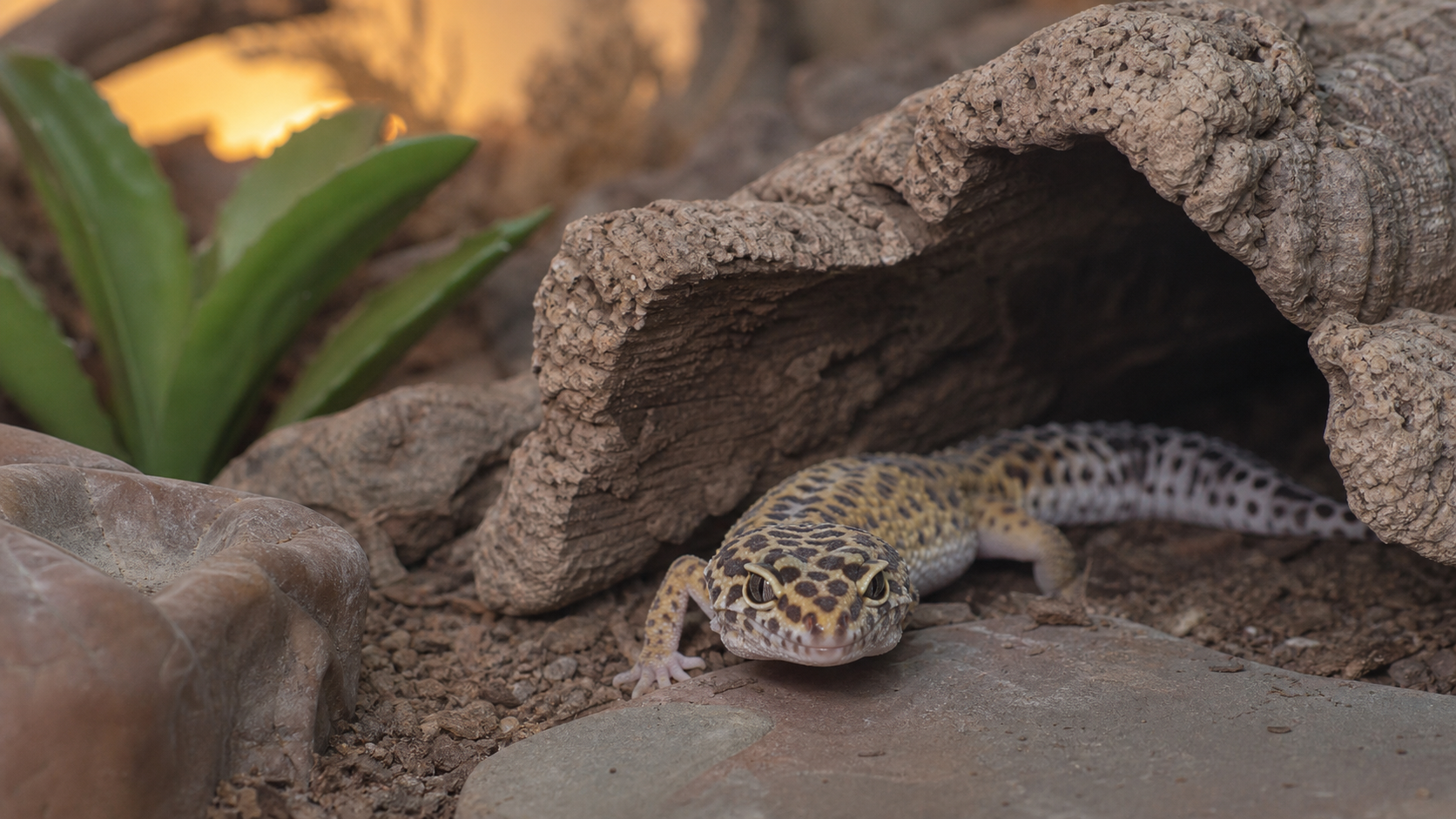 Temperature Gradients for Pet Reptiles 3 Reptile resting in a cooler enclosure retreat.