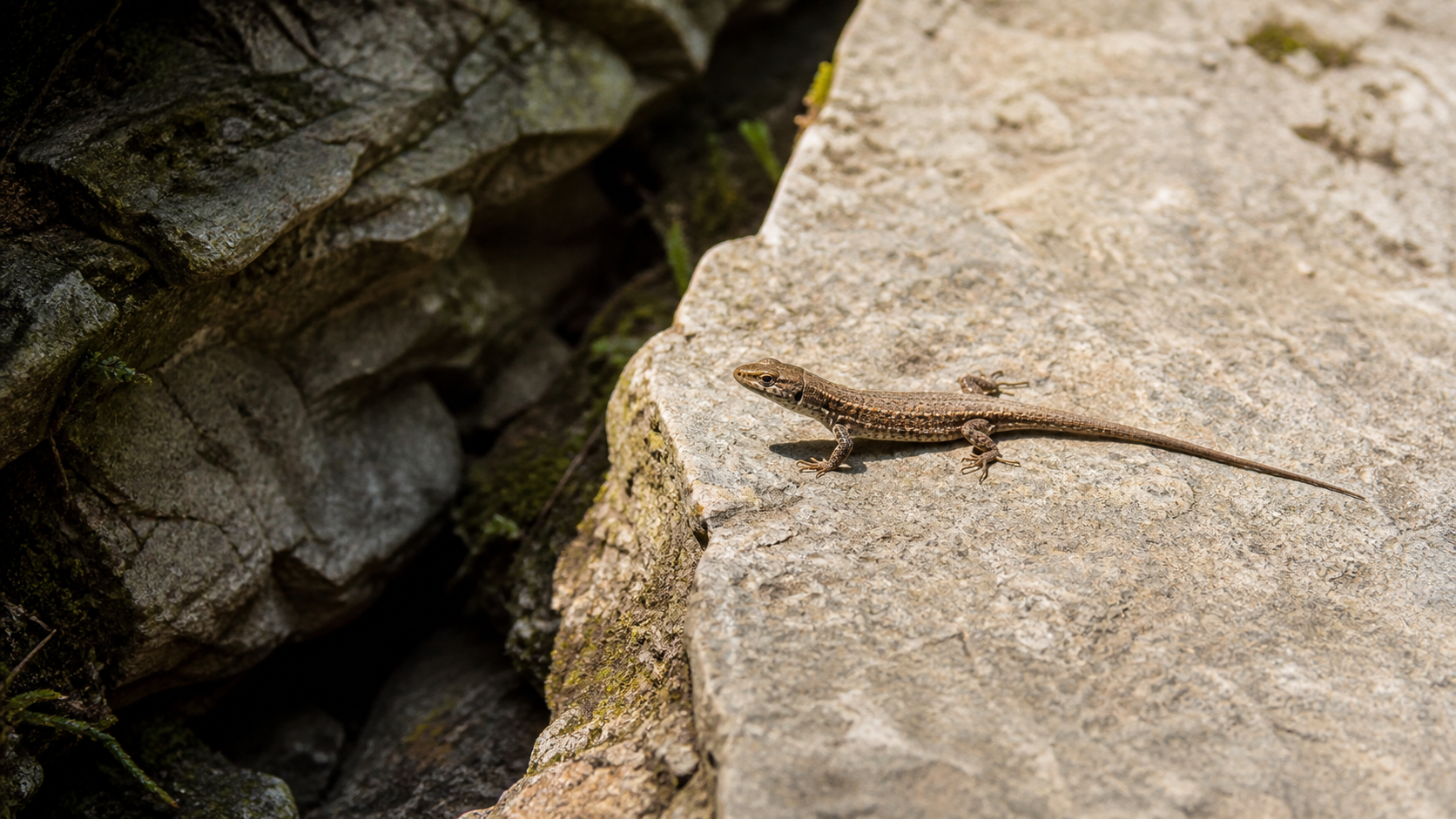 Temperature Fluctuations and Reptile Behaviour 2 Reptile basking at a natural temperature gradient