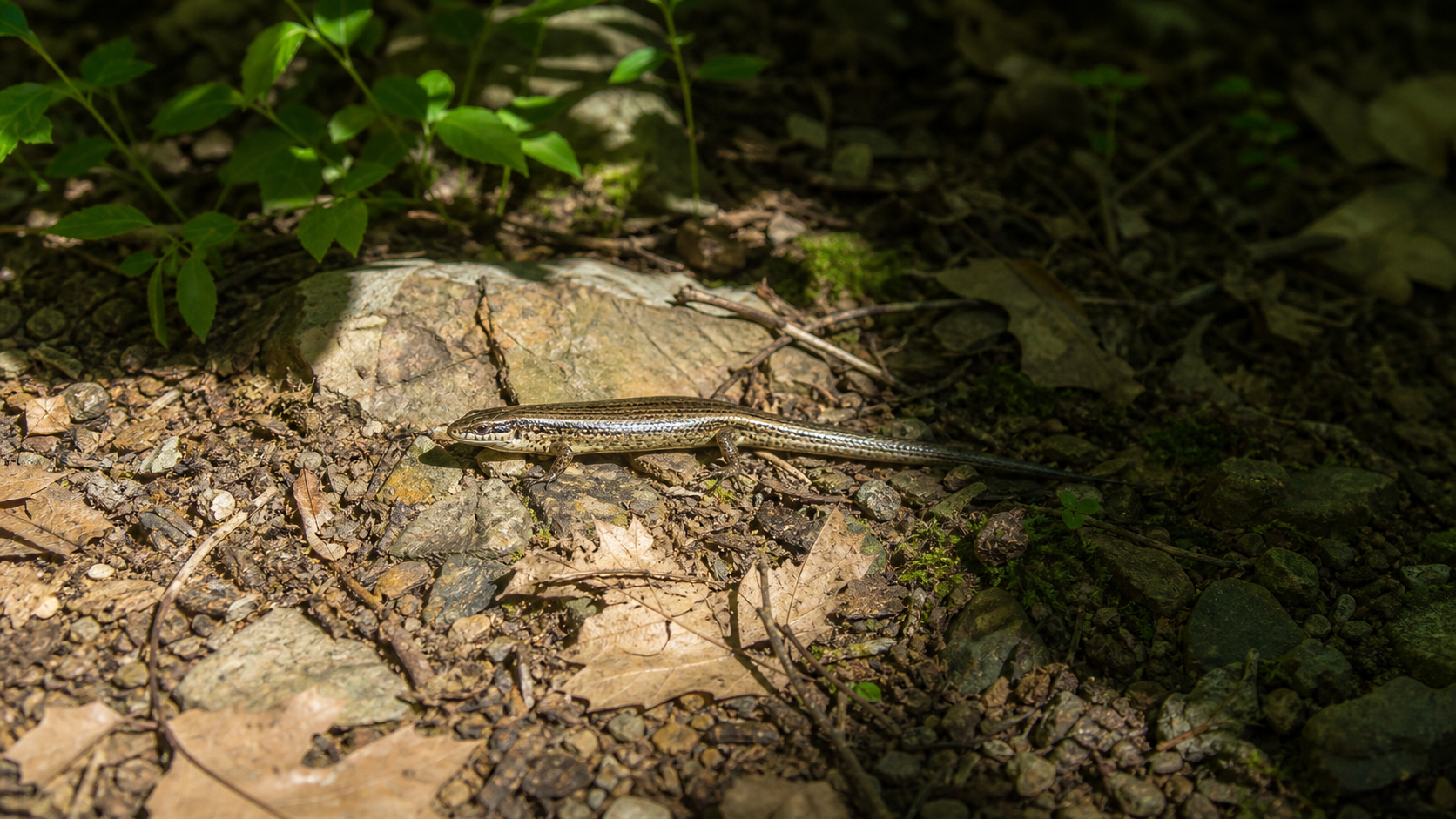 Temperature Fluctuations and Reptile Behaviour 3 Reptile using shaded and sunlit habitat patches