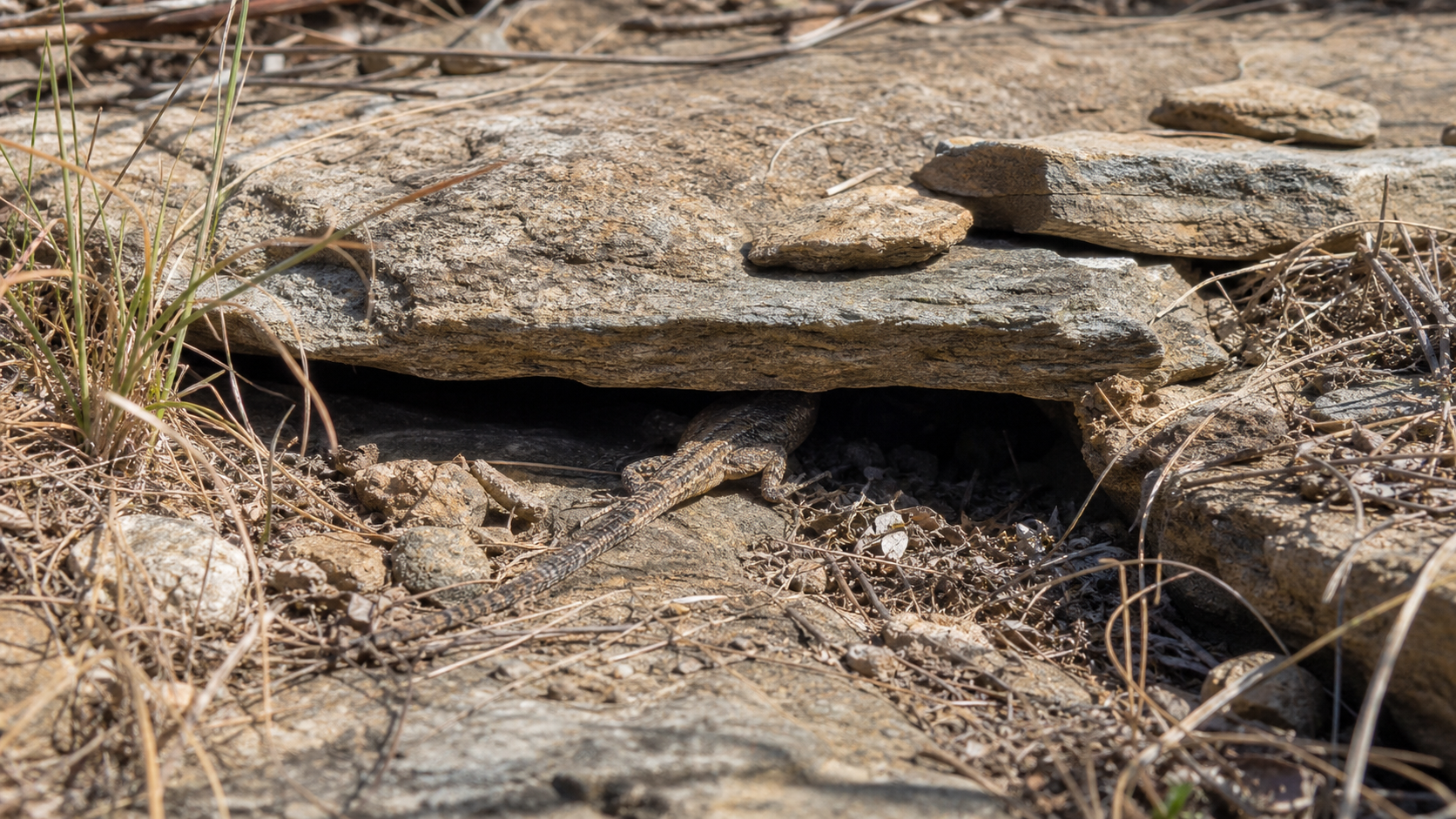 Temperature Fluctuations and Reptile Behaviour 4 Reptile retreating to shelter in a thermal habitat