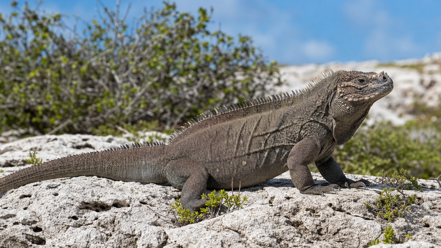 Rhinoceros Iguanas and Their Horn-like Scales 4 Rhinoceros iguana on sunlit rocky Caribbean ground