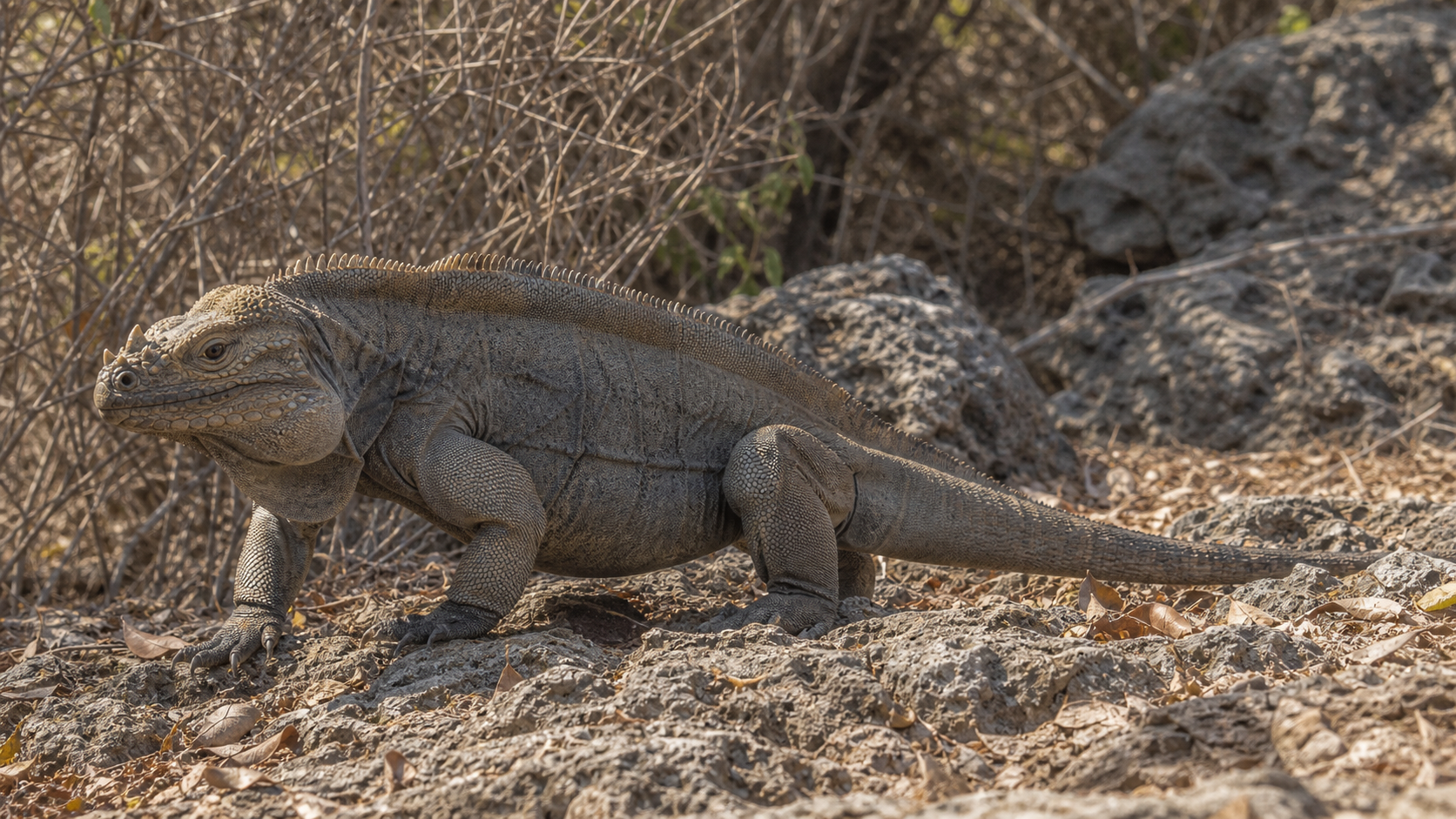 Rhinoceros Iguanas and Their Horn-like Scales 5 Rhinoceros iguana in dry Caribbean scrub