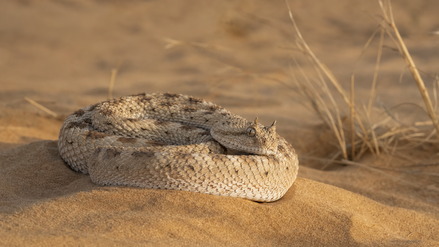 Saharan Horned Vipers of North Africa 6 Saharan horned viper with horned head visible on desert sand