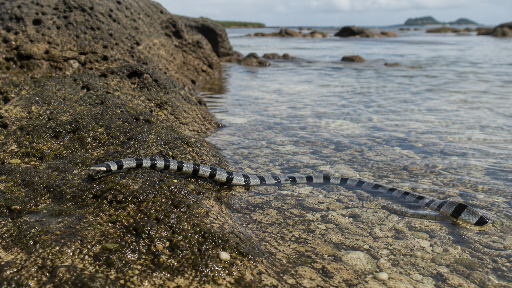 Banded sea krait in tropical intertidal habitat