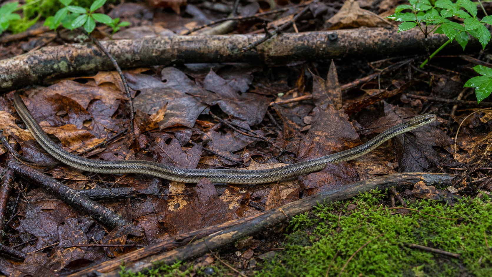 Snake Diversification and Adaptation 2 Slender snake moving through forest leaf litter