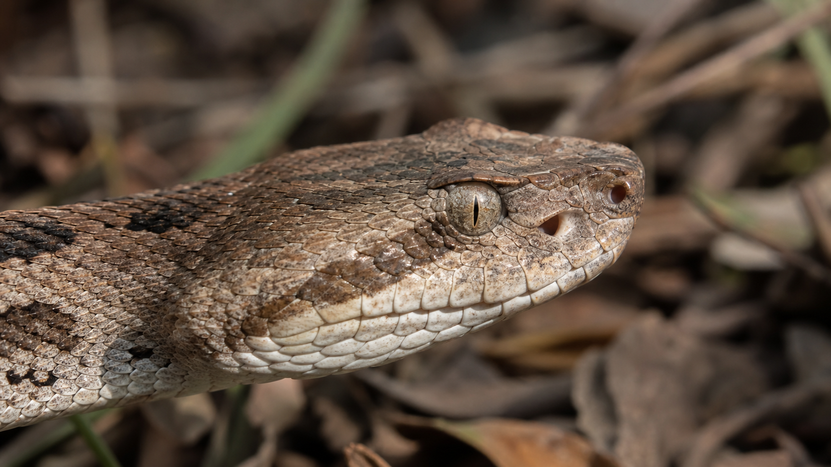 Snake Diversification and Adaptation 3 Pit viper head showing the heat-sensing pit between eye and nostril