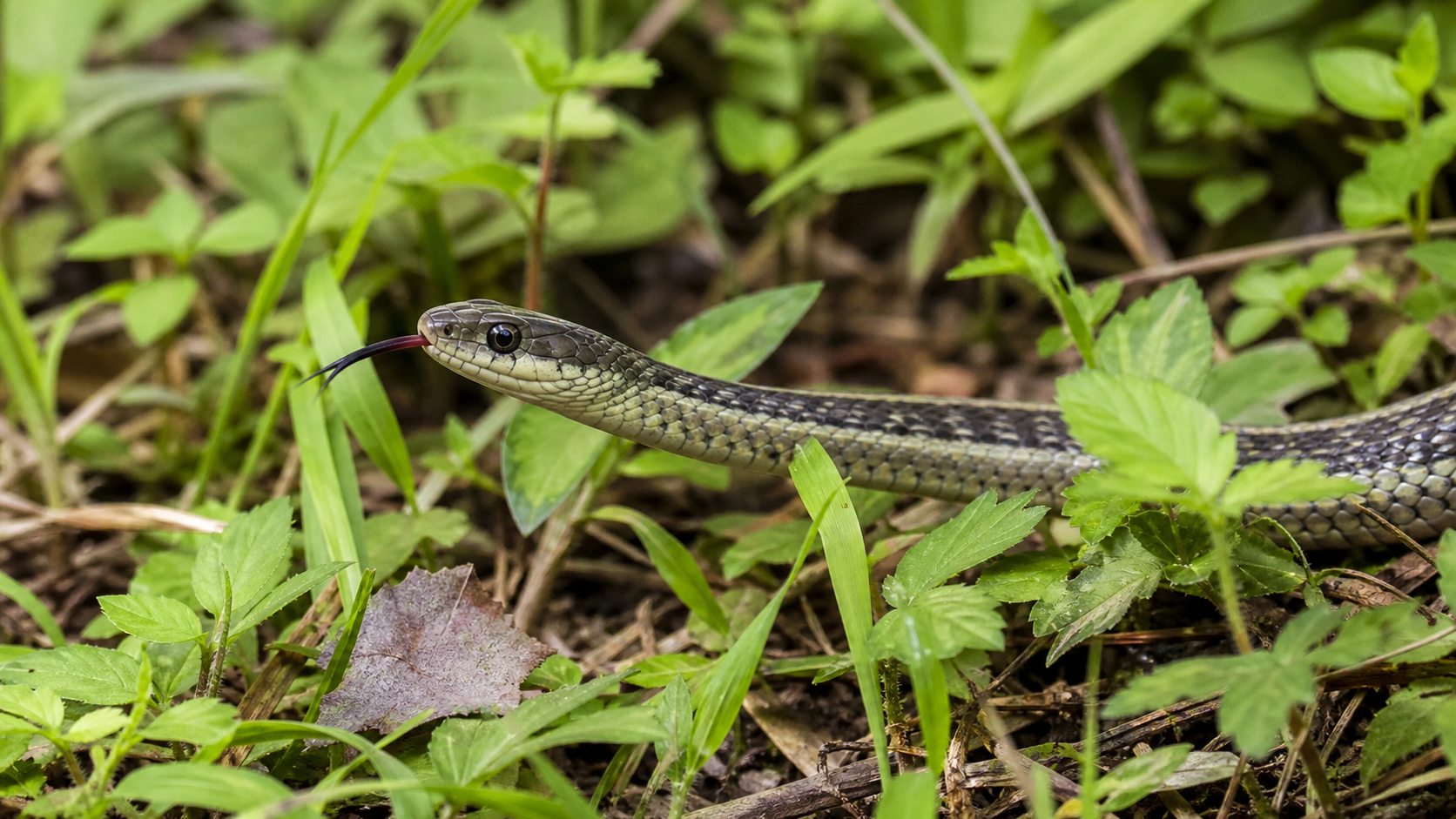 Snake Diversification and Adaptation 4 Snake tongue-flicking while moving through vegetation