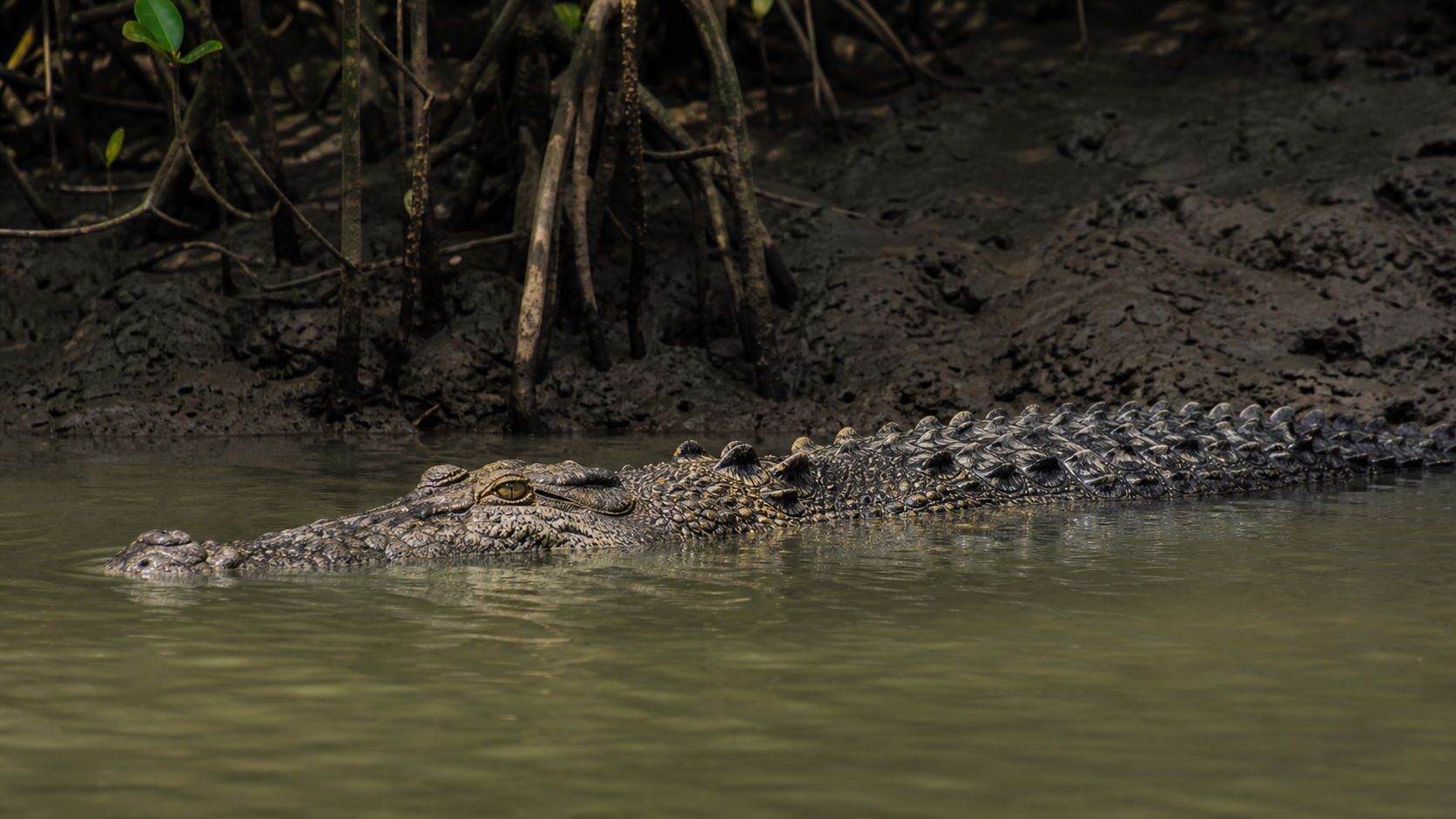 Estuarine crocodile in Sundarbans mangrove water