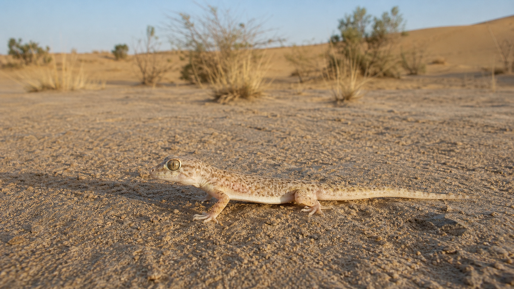 Reptiles of the Thar Desert 4 Native Thar Desert reptile on arid sand