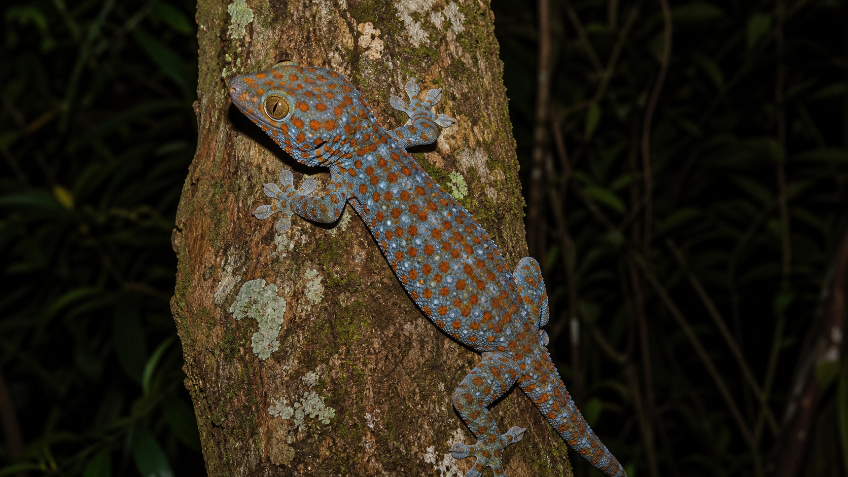 Nocturnal tokay gecko climbing a tree trunk