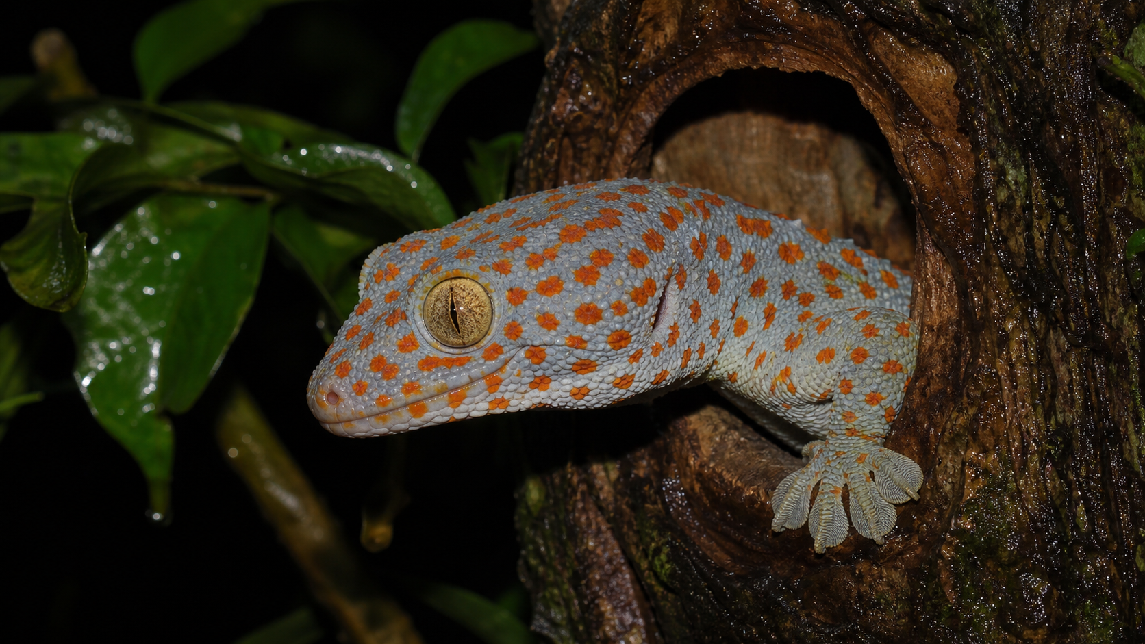 Tokay gecko emerging from a rainforest tree hollow at night