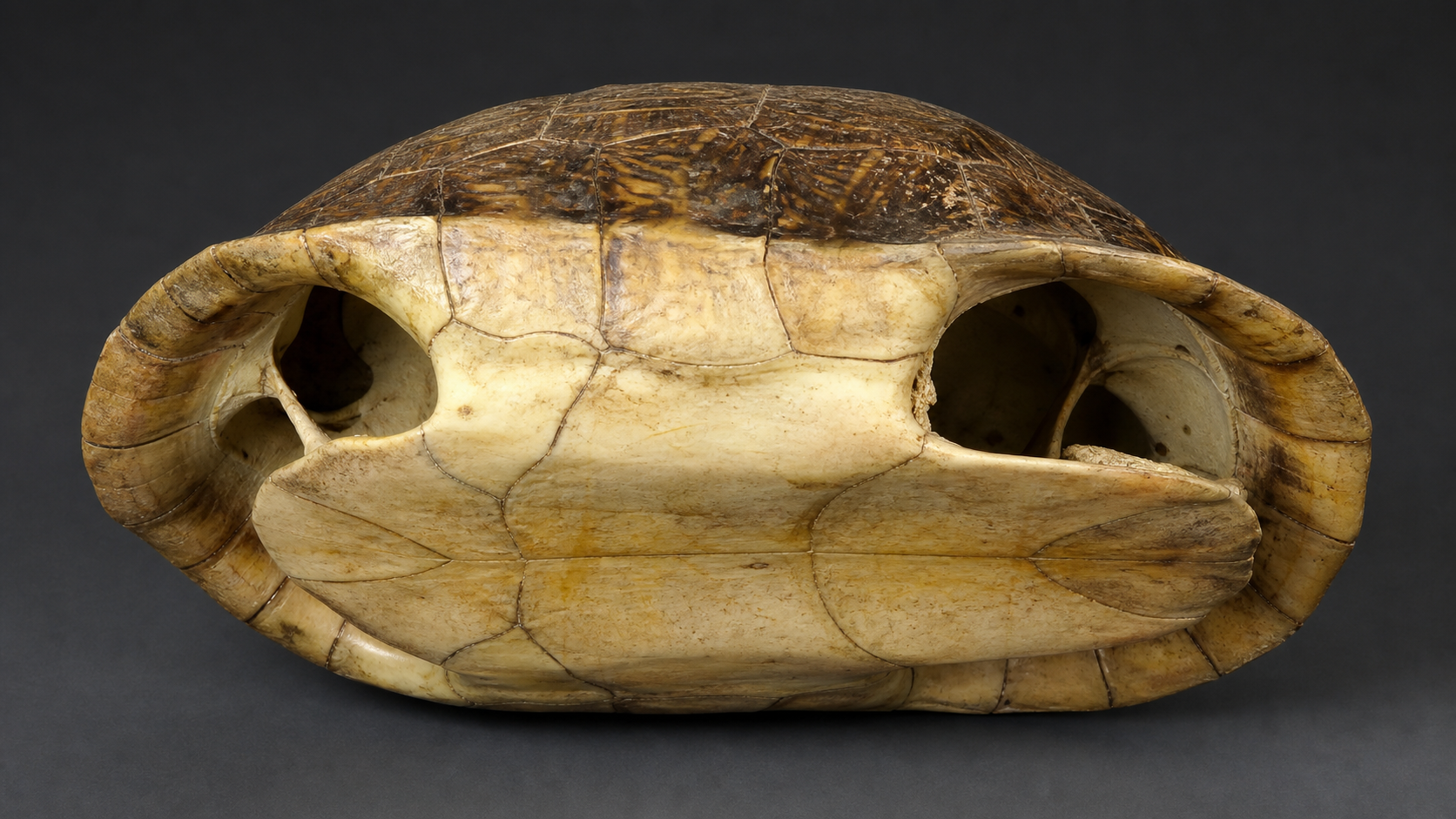 Turtle Shell Evolution: Fossils and Embryology 2 Accurate turtle carapace and plastron anatomy study