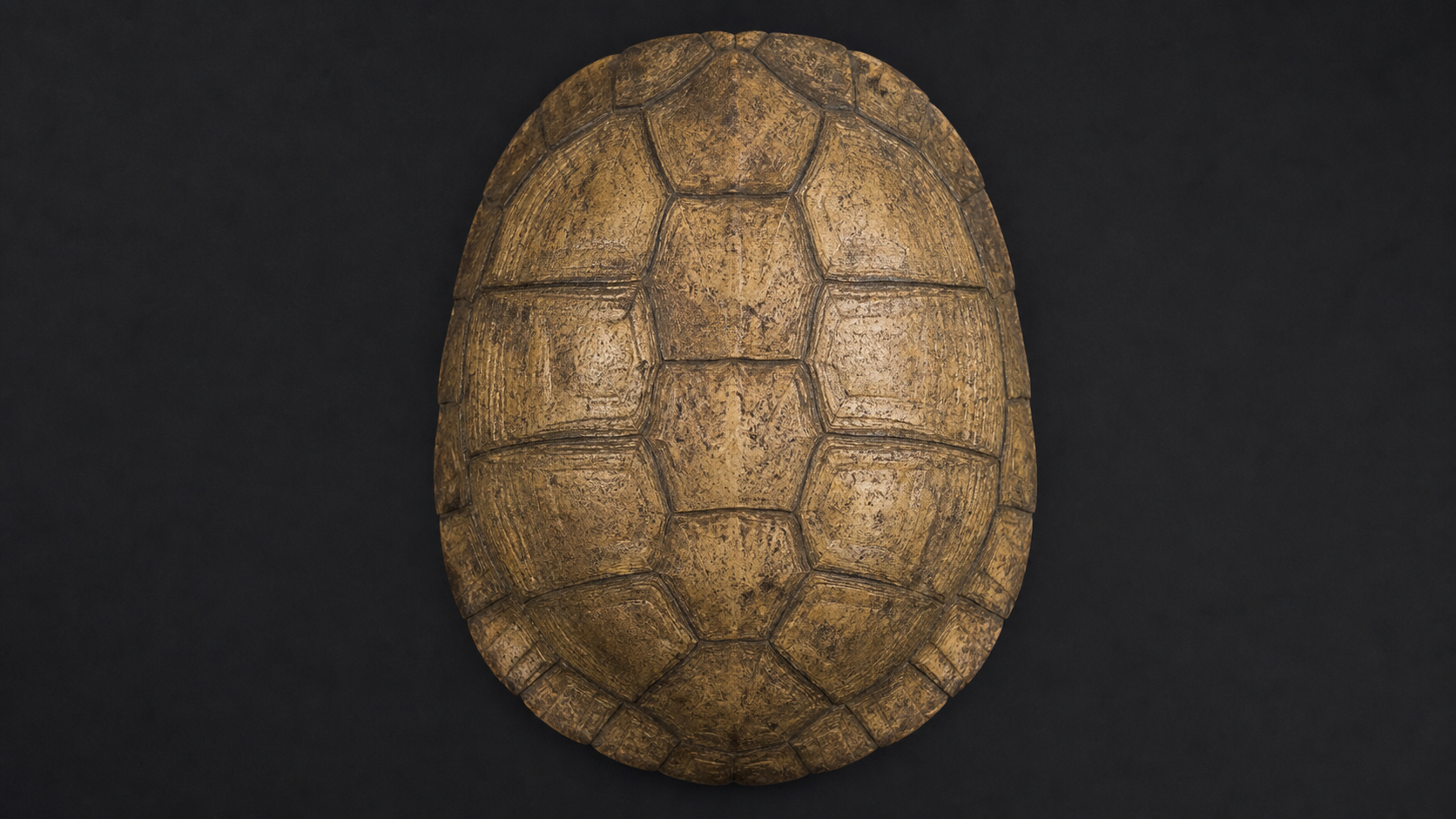 Turtle Shell Evolution: Fossils and Embryology 4 Museum-quality turtle shell anatomy study