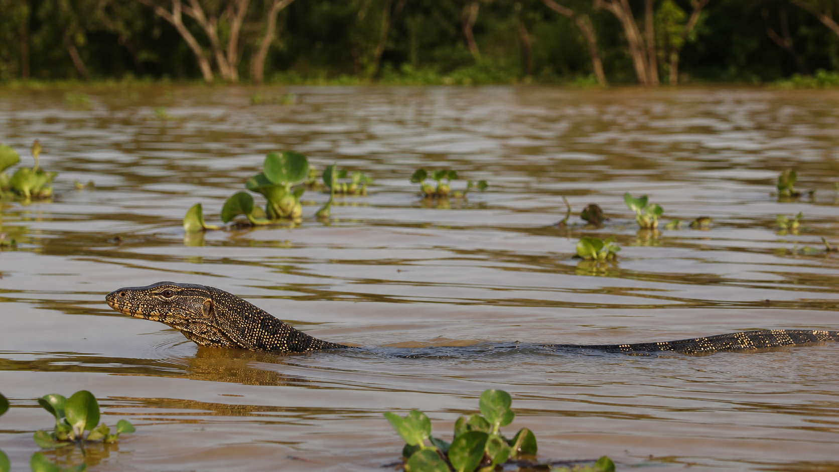 Asian water monitor beside a Mekong floodplain
