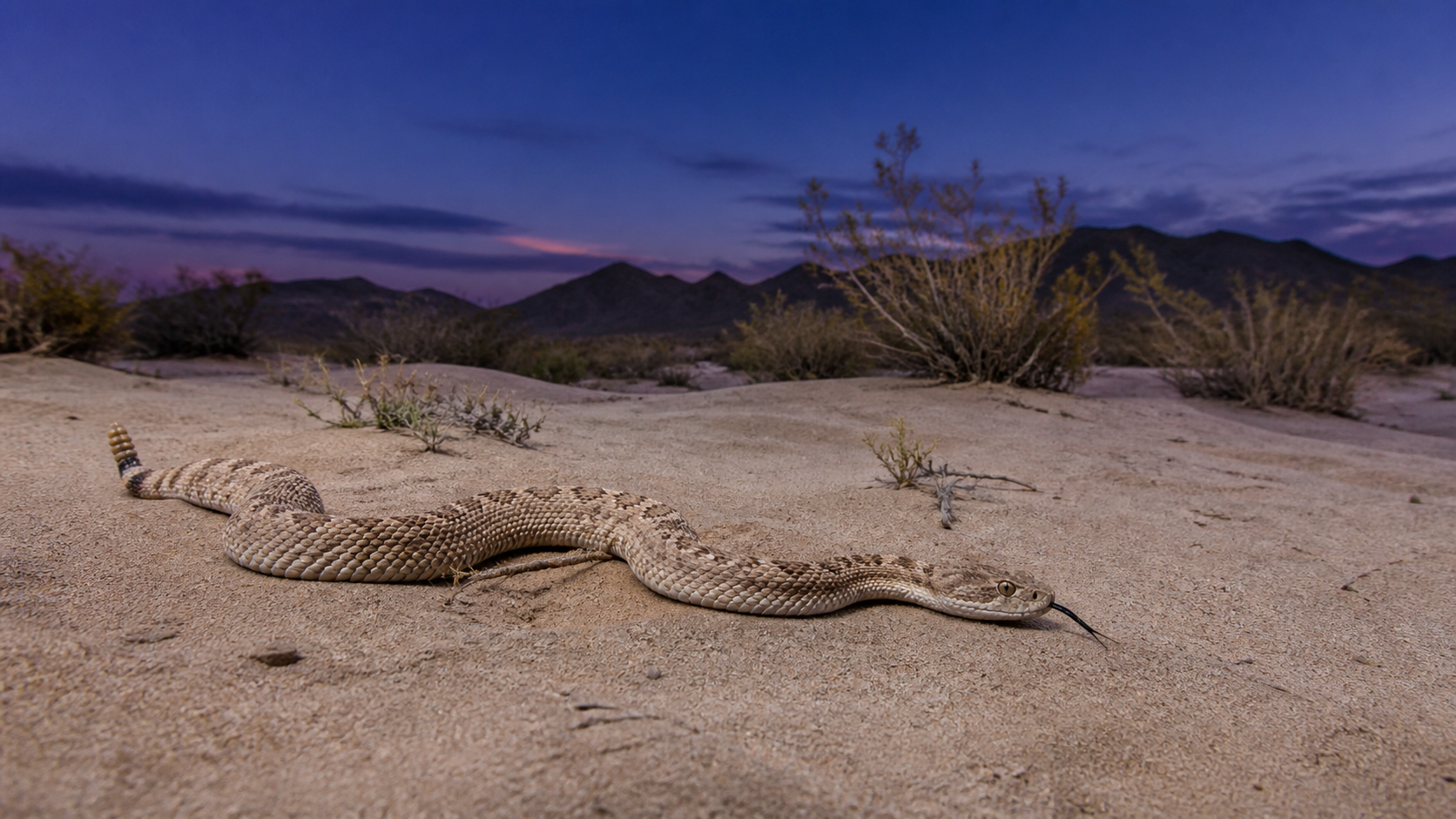 Mojave Desert — Observe with care