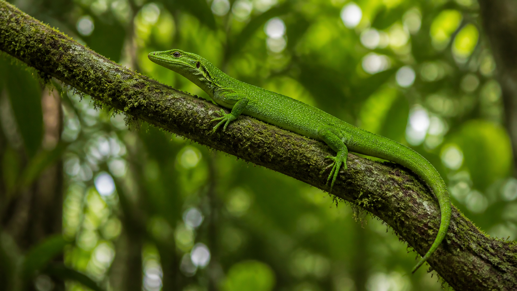 Emerald tree monitor on a rainforest branch