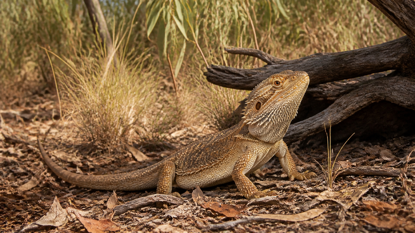 Bearded dragon resting beside natural cover