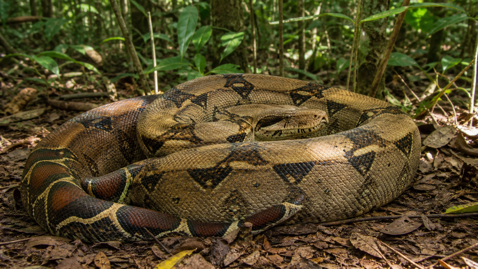 Boa Constrictors: Powerful Serpents 2 Boa Constrictors — How constriction works