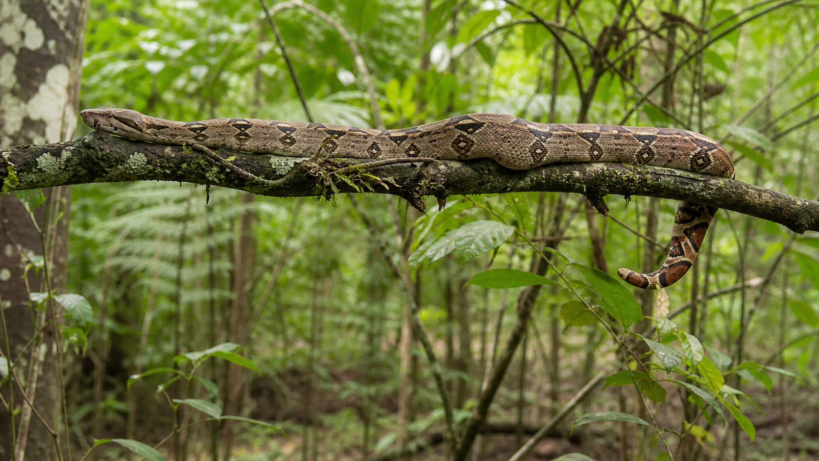 Boa Constrictors: Powerful Serpents 4 Boa Constrictors — Safe interactions
