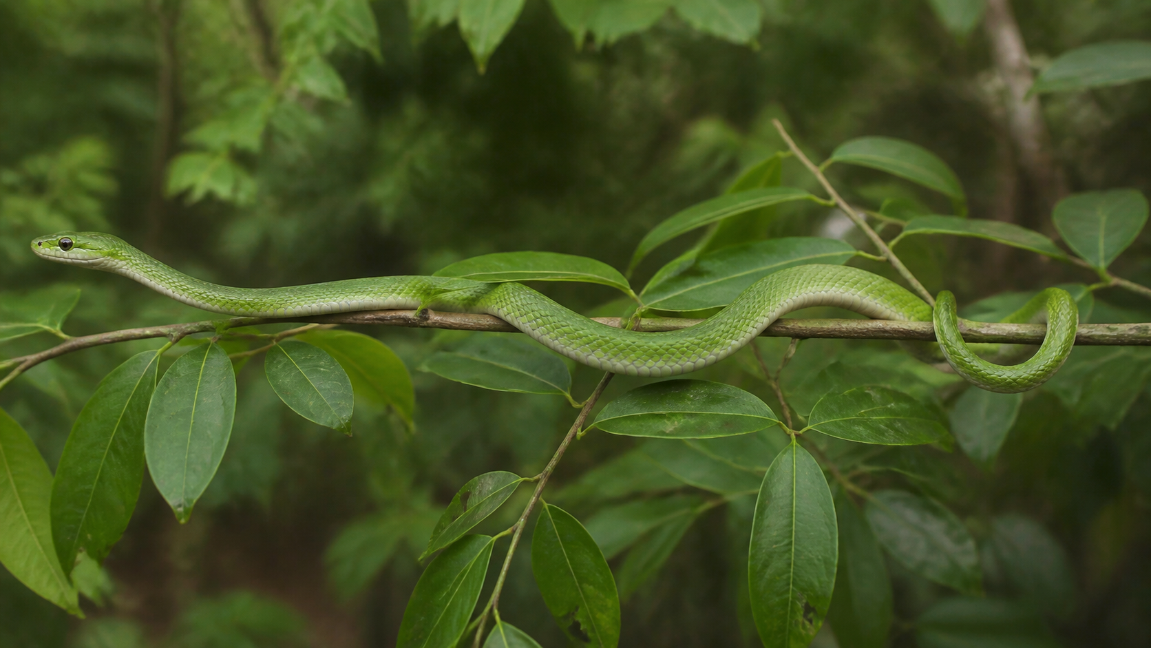 Rough Green Snakes: Agile Insectivores 2 Rough Green Snakes — Camouflage and diet (supporting view 2)