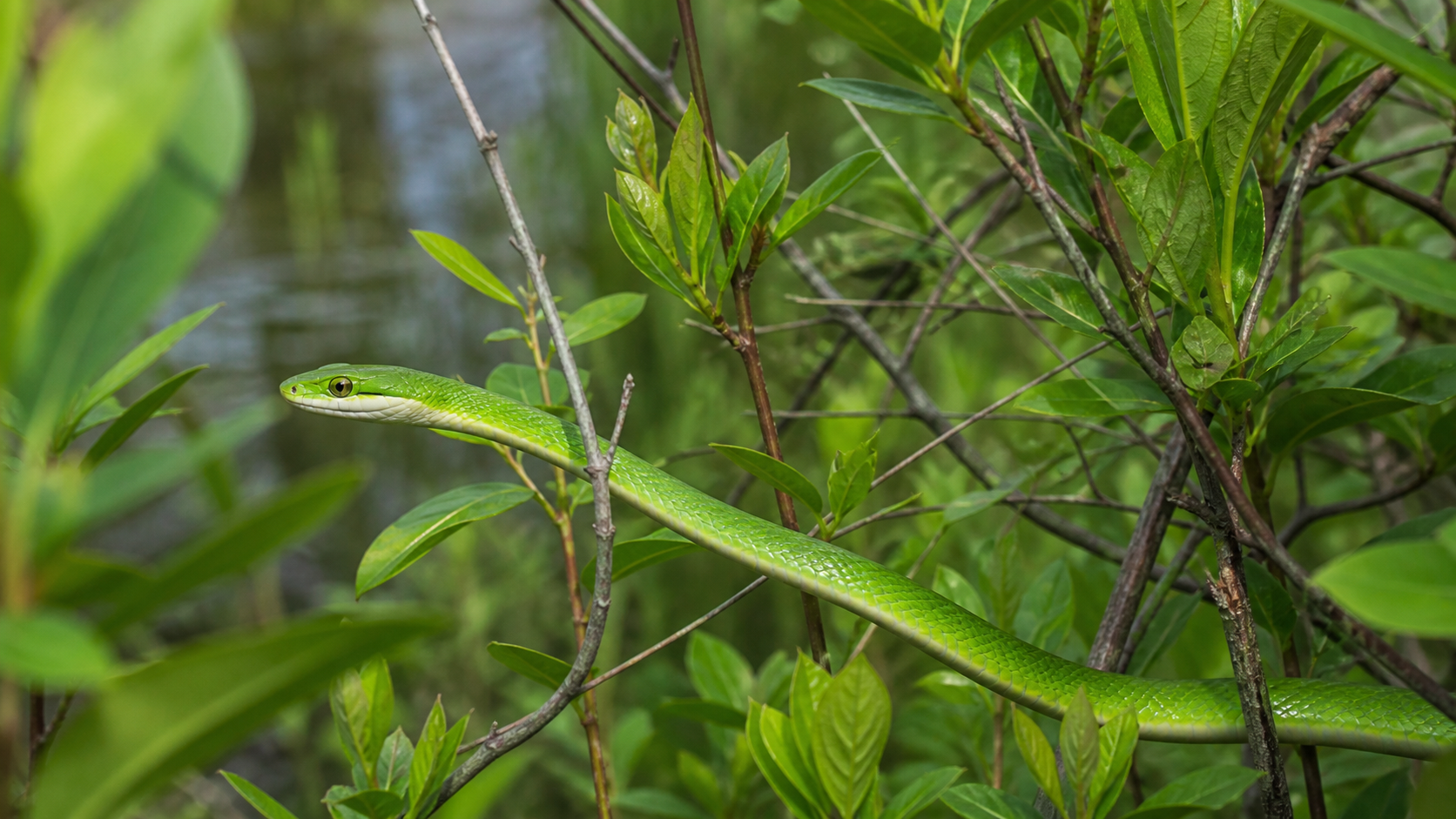 Rough Green Snakes: Agile Insectivores 3 Rough Green Snakes — Captive animals need specialist care