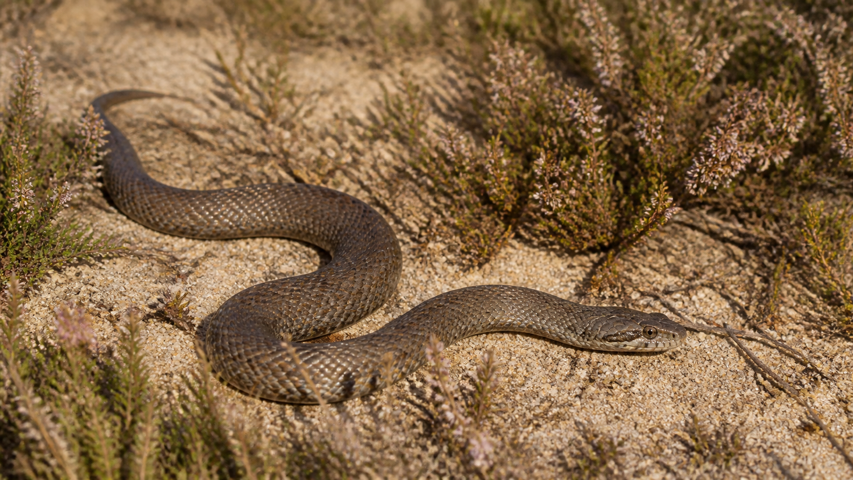 Smooth Snakes: Elusive Natives 1 Smooth Snakes — A discreet heathland predator