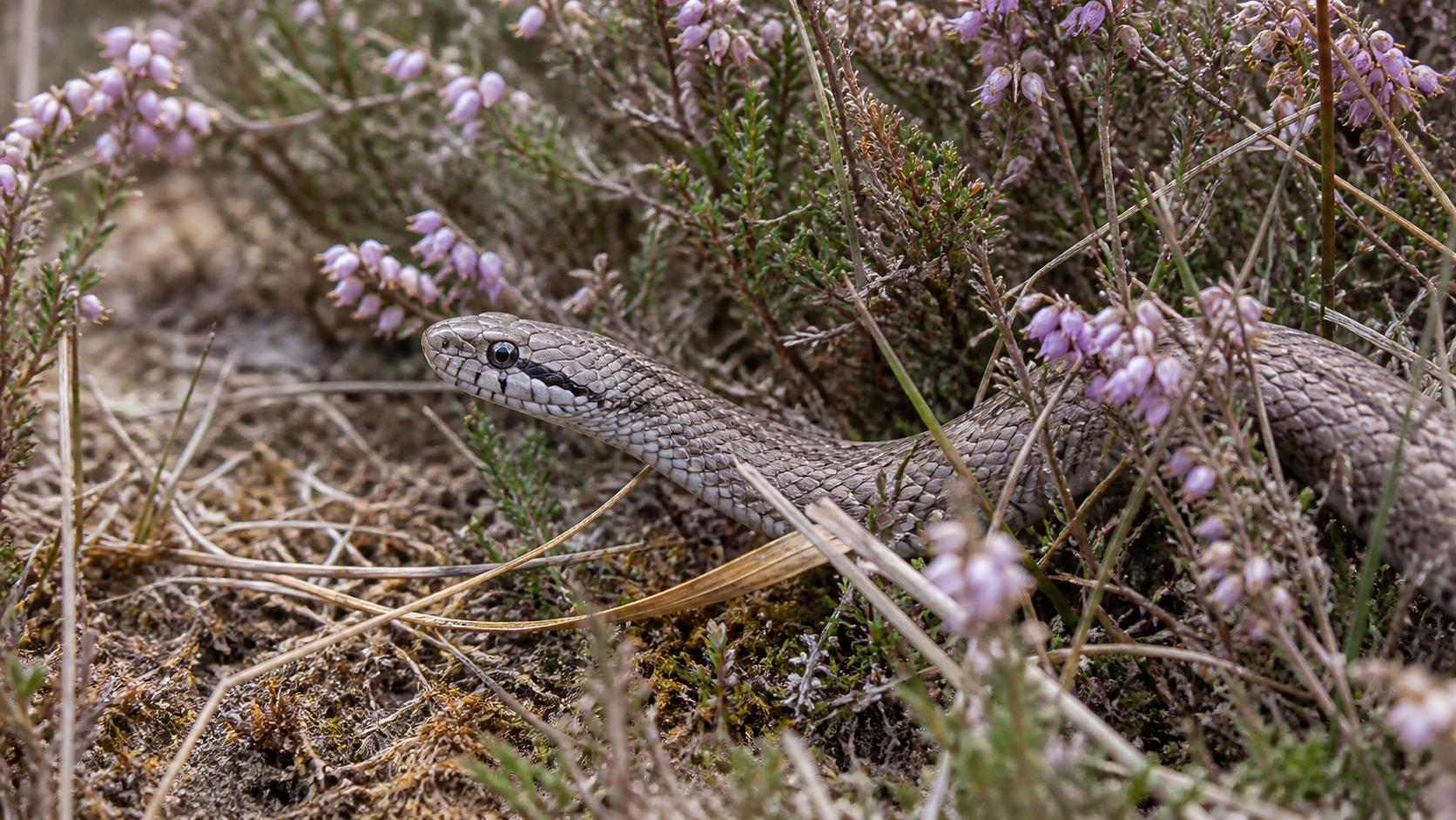 Smooth Snakes: Elusive Natives 2 Smooth Snakes — A discreet heathland predator (supporting view 2)