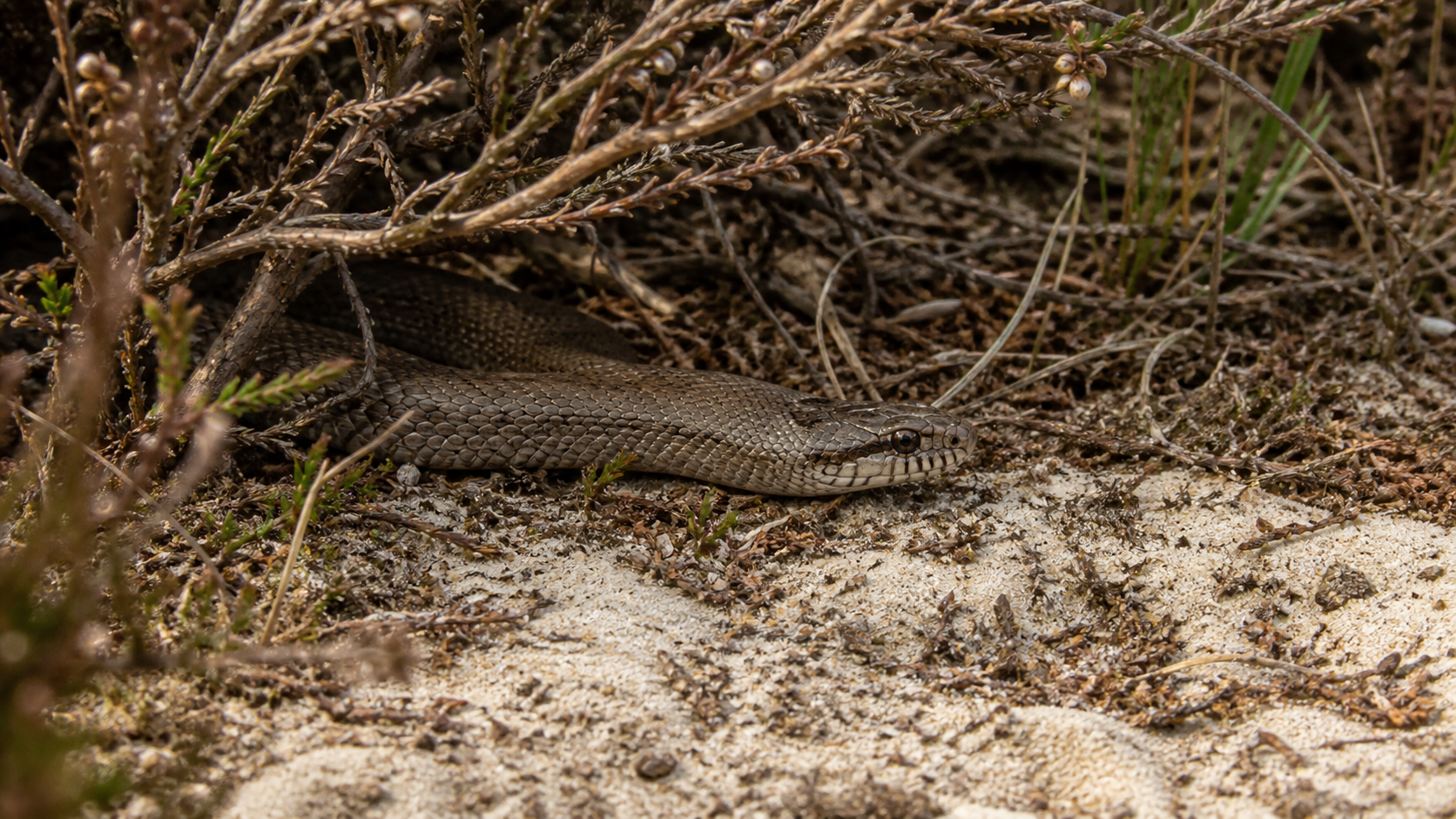 Smooth Snakes: Elusive Natives 4 Smooth Snakes — Helping without disturbance (supporting view 2)
