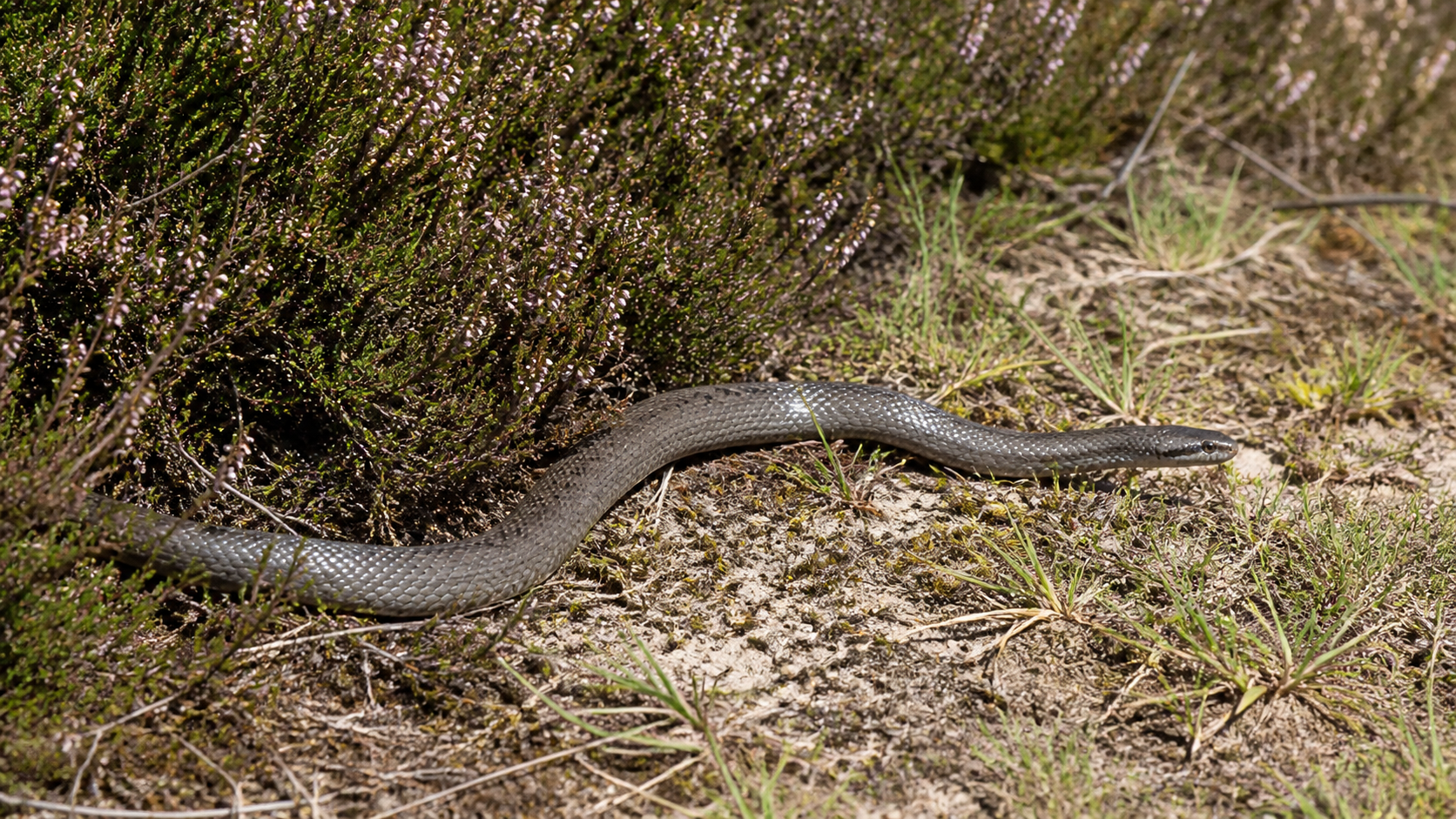Smooth Snakes: Elusive Natives 5 Smooth Snakes — Do not collect wild snakes