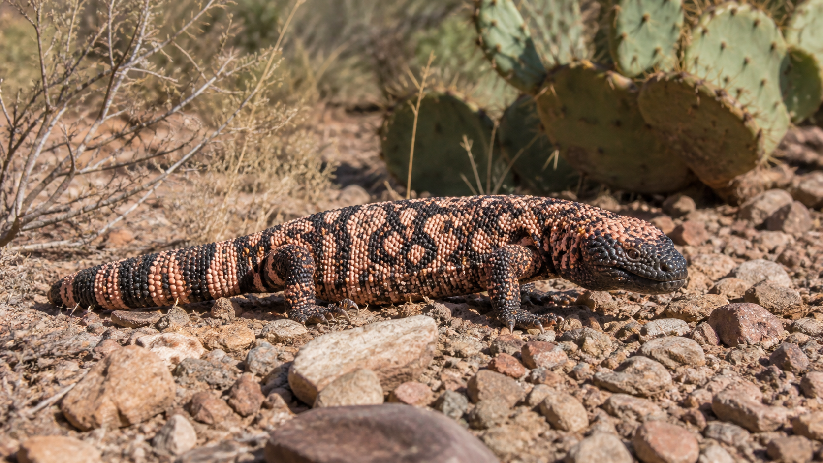 Venomous and Poisonous Reptiles: What the Terms Mean 3 Venomous and Poisonous Reptiles — Reptiles Are More Varied Than the Shortcut