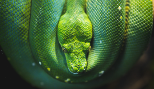 Close-up photo of a green snake with smooth, scaly skin.