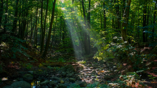Photo of sunlight filtering through the trees in a forest.