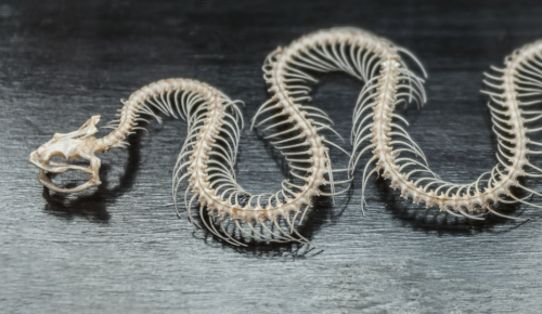 Close-up photo of a snake skeleton laid out on a wooden table.