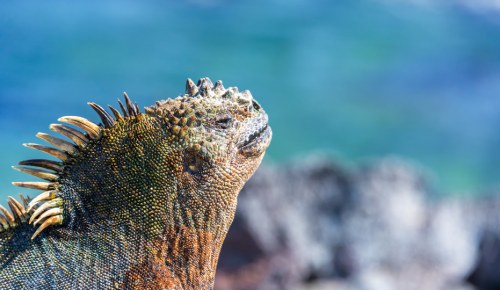 A marine iguana basking on a black volcanic rock in the Galapagos Islands.