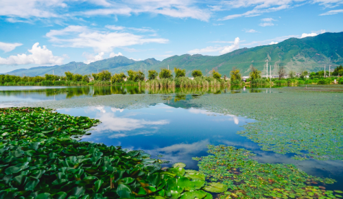 Photo of a calm lake with water lily pads and snow-capped mountains in the distance.