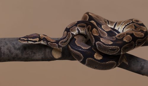 A close-up photo of a snake with brown and yellow-coloured scales coiled on a branch.