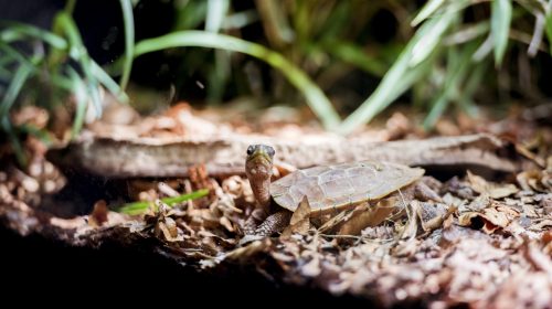A small turtle with a brown shell rests on a pile of colourful leaves.