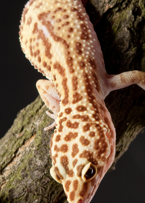 A leopard gecko with a colorful patterned body and a long tail perched on a tree branch.