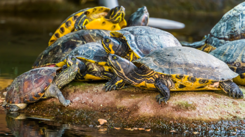 A group of turtles basking on a rock in a shallow pond.